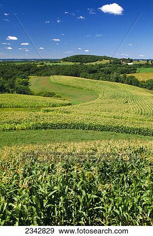 Stock Photo - Agriculture - Mid growth grain corn strips interspersed with hayfields utilizing the contour strip method of growing on rolling hills to reduce the effects of erosion, with a farmstead in the distance / near Arcadia, Wisconsin, USA.. Fotosearch