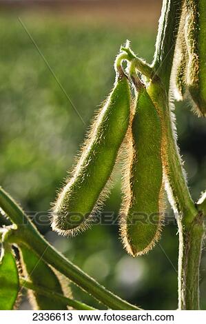 Agriculture - Mid season green soybean pods on the plant / Central Iowa, USA. View Large Photo Image Stock Image - Agriculture - Mid season green soybean pods on the plant / Central Iowa, USA.. Fotosearch