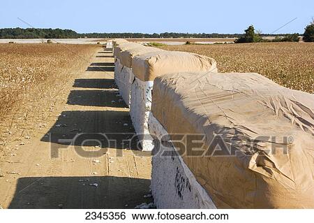 Agriculture - Modules of harvested cotton lined up along a cotton field turnrow, ready for transport to a cotton gin / Mississippi, USA. View Large Photo Image Stock Photograph - Agriculture - Modules of harvested cotton lined up along a cotton field turnrow, ready for transport to a cotton gin / Mississippi, USA.. Fotosearch