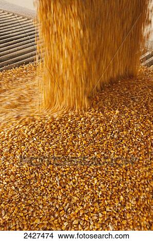 Agriculture - Motion view of harvested grain corn kernels entering an auger at an ethanol plant / near Sioux City, Iowa, USA. View Large Photo Image Picture - Agriculture - Motion view of harvested grain corn kernels entering an auger at an ethanol plant / near Sioux City, Iowa, USA.. Fotosearch