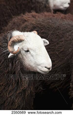 Agriculture Moutons Herdwick A Race Cela Vies Dans Montagnes De Les District Anglais Lac Et Are Très Robuste District Anglais Lac