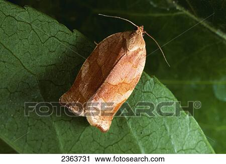 Stock Image - Agriculture - Oblique banded leafroller (Choristoneura rosaceana) adult moth on a leaf (1X).. Fotosearch