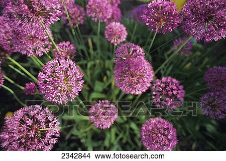 Picture - Agriculture - Ornamental onion blossoms (Allium aflatunence) / Wisconsin, USA.. Fotosearch
