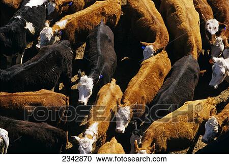 Stock Image - Agriculture - Overhead view of a mixed herd (Angus, Black Baldie, Hereford and Crossbred) of beef cattle at a feedlot / near Stillwater, Minnesota, USA.. Fotosearch