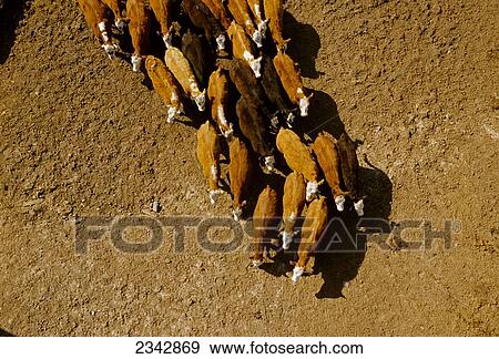 Agriculture - Overhead view of a mixed herd (Angus, Black Baldie, Hereford and Crossbred) of beef cattle at a feedlot / near Stillwater, Minnesota, USA. View Large Photo Image Stock Photo - Agriculture - Overhead view of a mixed herd (Angus, Black Baldie, Hereford and Crossbred) of beef cattle at a feedlot / near Stillwater, Minnesota, USA.. Fotosearch