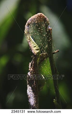 Stock Image - Agriculture - Pacific Spider Mite (Tetranychus pacificus) webbing on nectarine foliage / near Dinuba, California, USA.. Fotosearch