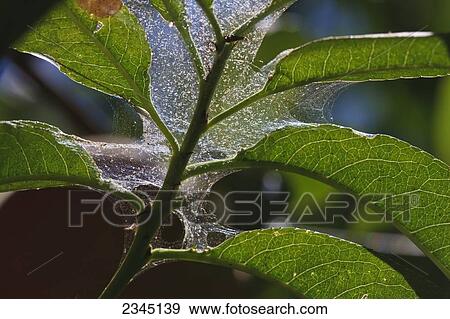 Stock Photo - Agriculture - Pacific spider mite (Tetranychus pacificus) webbing three days after chemical application of Acramite. The results show that all spider mites have been killed / near Dinuba, California, USA.. Fotosearch