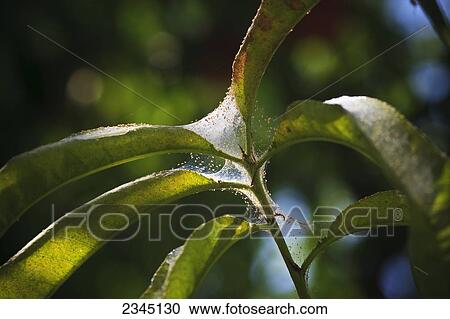 Stock Image - Agriculture - Pacific Spider Mites (Tetranychus pacificus) and their webbing on peach foliage / near Dinuba, California, USA.. Fotosearch