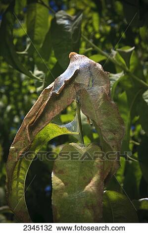 Stock Image - Agriculture - Pacific Spider Mites (Tetranychus pacificus) and webbing on this peach tree water sprout branch creates a dramatic effect of crop damage by this pest / near Dinuba, California, USA.. Fotosearch