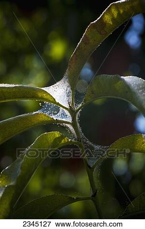 Stock Photo - Agriculture - Pacific Spider Mites (Tetranychus pacificus) and their webbing on peach foliage / near Dinuba, California, USA.. Fotosearch