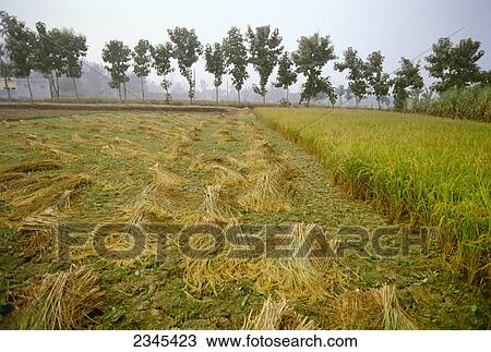 Stock Image - Agriculture - Partially harvested rice field, stalks cut for drying before threshing / India.. Fotosearch