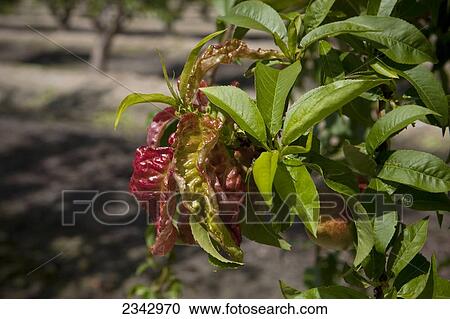 Stock Image - Agriculture - Peach leaf curl (Taphrina deformans). Typical appearance of young peach or nectarine foliage infected with this fungus disease / near Dinuba, California, USA.. Fotosearch