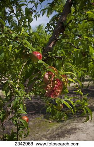 Stock Photo - Agriculture - Peach leaf curl (Taphrina deformans). Typical appearance of young peach or nectarine foliage infected with this fungus disease / near Dinuba, California, USA.. Fotosearch