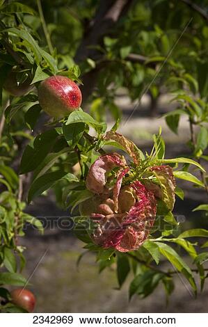 Stock Photo - Agriculture - Peach leaf curl (Taphrina deformans). Typical appearance of young peach or nectarine foliage infected with this fungus disease / near Dinuba, California, USA.. Fotosearch