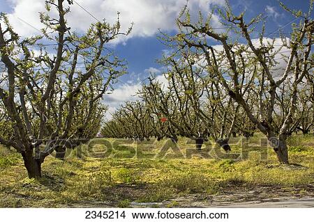Picture - Agriculture - Peach orchard in late Winter in which the weeds in the grassy middles have been burned down with an herbicide. This application of chemicals is still in the process of killing the weeds / near Dinuba, California, USA.. Fotosearch