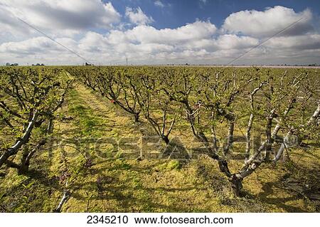 Stock Image - Agriculture - Peach orchard in late Winter in which the weeds in the grassy middles have been burned down with an herbicide. This application of chemicals is still in the process of killing the weeds / near Dinuba, California, USA.. Fotosearch