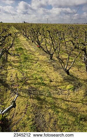 Stock Image - Agriculture - Peach orchard in late Winter in which the weeds in the grassy middles have been burned down with an herbicide. This application of chemicals is still in the process of killing the weeds / near Dinuba, California, USA.. Fotosearch