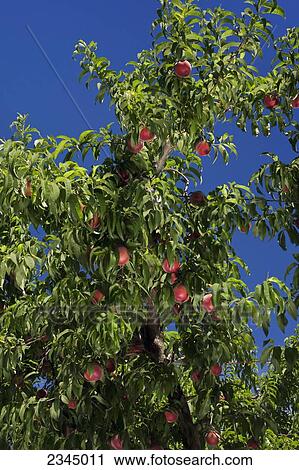 Stock Image - Agriculture - Peach tree in summer with a healthy crop of white flesh peaches on the tree, ripe and ready to harvest / near Dinuba, California, USA.. Fotosearch