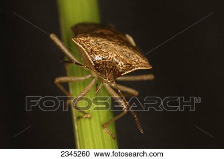 Stock Image - Agriculture - Pest insect; closeup of a Brown stink bug adult (Euschistus servus) on a rice plant stem / Mississippi, USA.. Fotosearch