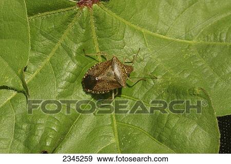 Stock Photo - Agriculture - Pest insect; closeup of a Brown stink bug adult (Euschistus servus) on a cotton leaf / Mississippi, USA.. Fotosearch