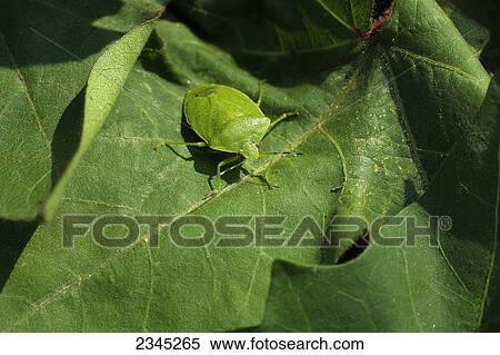 Stock Photography - Agriculture - Pest insect; closeup of a Southern Green stink bug adult (Nezara viridula) on a cotton leaf / Mississippi, USA.. Fotosearch