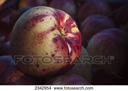 Picture - Agriculture. Fotosearch