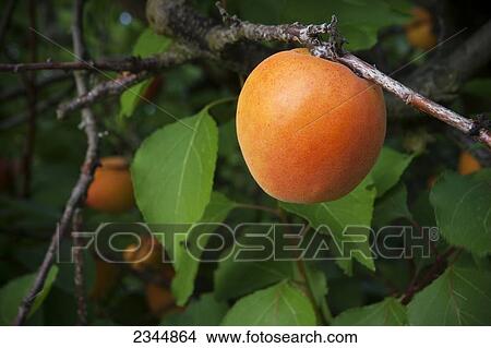 Picture - Agriculture. Fotosearch