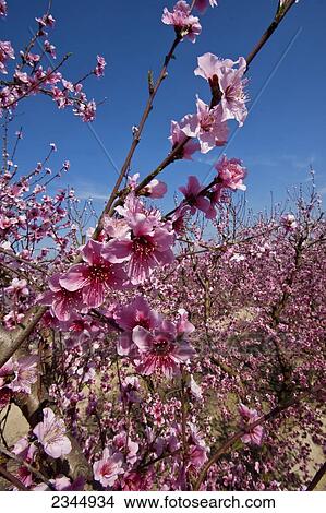 Picture - Agriculture. Fotosearch