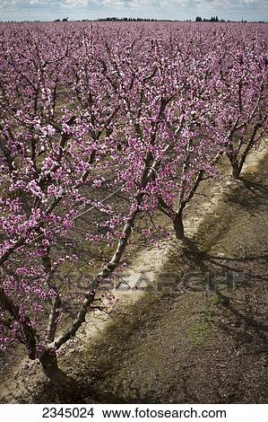 Picture - Agriculture. Fotosearch