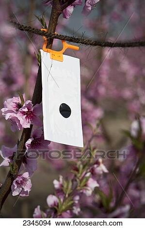Picture - Agriculture. Fotosearch
