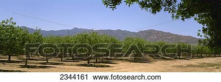 Agriculture - Pistachio orchard early in the growing season / Bowie, Arizona, USA. View Large Photo Image Stock Image - Agriculture - Pistachio orchard early in the growing season / Bowie, Arizona, USA.. Fotosearch