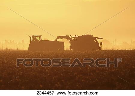 Stock Photo - Agriculture - Processing tomato harvest at sunrise / near Winters, Sacramento Valley, California, USA.. Fotosearch
