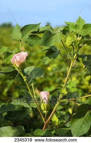 Agriculture - Red blossoms on mid growth cotton plants in mid Summer / Mississippi, USA. View Large Photo Image Stock Photo - Agriculture - Red blossoms on mid growth cotton plants in mid Summer / Mississippi, USA.. Fotosearch