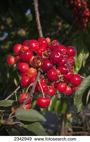 Stock Photo - Agriculture - Ripe cherries on the tree showing extensive bird damage / near Traver, California, USA.. Fotosearch