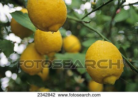 Agriculture - Ripe lemons on the tree on a rainy day / Tucson, Arizona, USA. View Large Photo Image Stock Image - Agriculture - Ripe lemons on the tree on a rainy day / Tucson, Arizona, USA.. Fotosearch