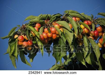 Stock Image - Agriculture - Ripening Bing cherries on the tree in early Spring / near Traver, California, USA.. Fotosearch
