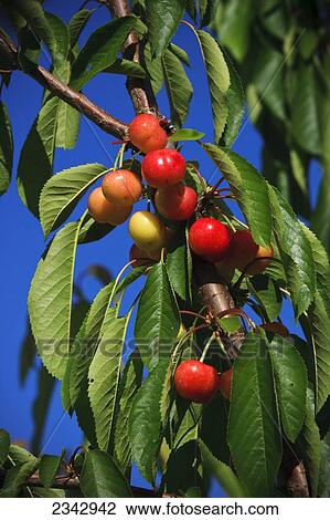 Stock Image - Agriculture - Ripening Bing cherries on the tree in early Spring / near Traver, California, USA.. Fotosearch