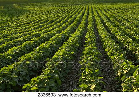 Stock Image - Agriculture - Rolling mid growth no-till mid season soybean field in late afternoon light with corn stubble showing between the rows / Central Iowa, USA.. Fotosearch