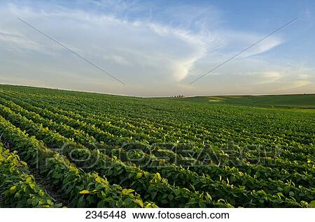 Agriculture - Rolling mid growth no-till mid season soybean field in late afternoon light with corn stubble showing between the rows / Central Iowa, USA. View Large Photo Image Stock Photo - Agriculture - Rolling mid growth no-till mid season soybean field in late afternoon light with corn stubble showing between the rows / Central Iowa, USA.. Fotosearch
