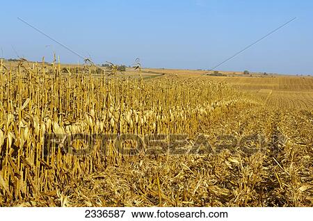 Agriculture - Rolling, partially harvested late season field of mature grain corn / Central Iowa, USA. View Large Photo Image Stock Photo - Agriculture - Rolling, partially harvested late season field of mature grain corn / Central Iowa, USA.. Fotosearch
