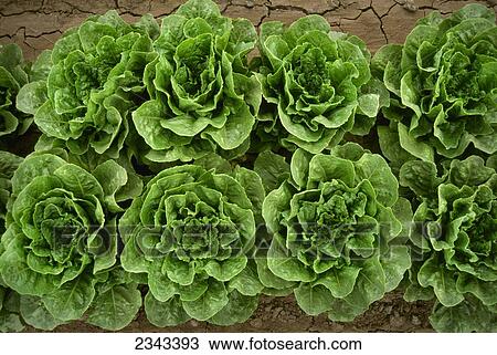 Stock Image - Agriculture - Romaine lettuce in the field / Salinas Valley, California, USA.. Fotosearch