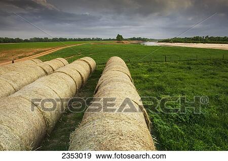 Stock Photo - Agriculture - Round hay bales lined up on the edge of a hay field / near Paris, Texas, USA.. Fotosearch
