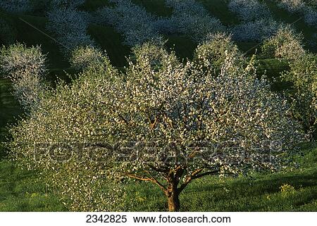 Stock Photography - Agriculture - Rows of apples trees in full spring bloom in a rolling orchard / Chippewa Falls, Wisconsin, USA.. Fotosearch
