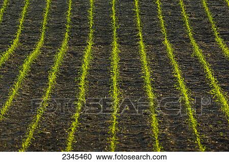 Stock Image - Agriculture - Rows of healthy early growth grain corn plants / Iowa, USA.. Fotosearch