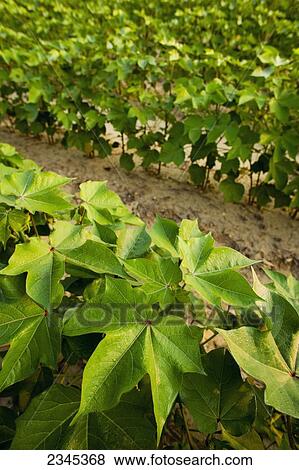 Agriculture - Rows of mid growth, pre bloom stage cotton plants / Mississippi, USA. View Large Photo Image Stock Photo - Agriculture - Rows of mid growth, pre bloom stage cotton plants / Mississippi, USA.. Fotosearch