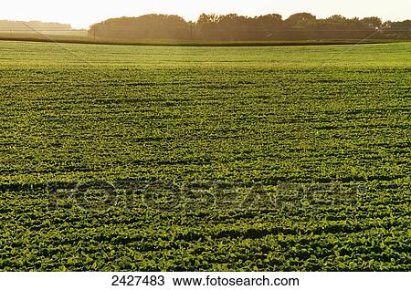 Agriculture - Rows of mid growth soybeans in late afternoon sunlight / near Truman, Minnesota, USA. View Large Photo Image Stock Image - Agriculture - Rows of mid growth soybeans in late afternoon sunlight / near Truman, Minnesota, USA.. Fotosearch