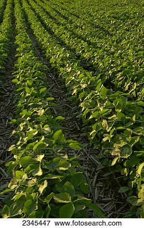 Stock Photo - Agriculture - Rows of mid growth no-till mid season soybean plants with corn stubble showing between the rows / Central Iowa, USA.. Fotosearch