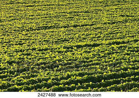 Agriculture - Rows of mid growth soybeans in late afternoon sunlight / near Truman, Minnesota, USA. View Large Photo Image Stock Photo - Agriculture - Rows of mid growth soybeans in late afternoon sunlight / near Truman, Minnesota, USA.. Fotosearch