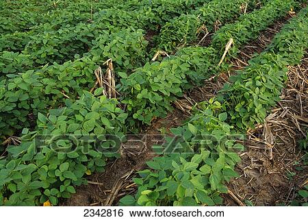 Agriculture - Rows of no-till mid growth soybean plants / Fairbault, Minnesota, USA. View Large Photo Image Stock Photograph - Agriculture - Rows of no-till mid growth soybean plants / Fairbault, Minnesota, USA.. Fotosearch