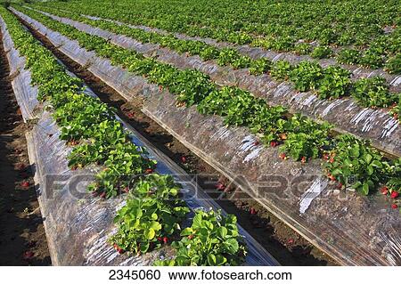 Stock Image - Agriculture - Rows of strawberry plants with a good crop of harvest ready berries / near Dinuba, California, USA.. Fotosearch
